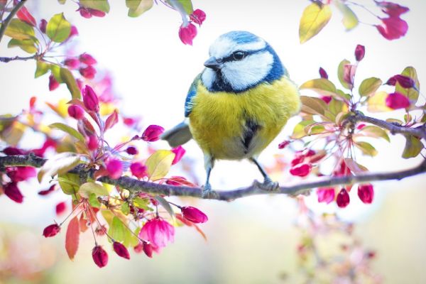 spring-bird-vogelpark-neuthard-2295434_1280