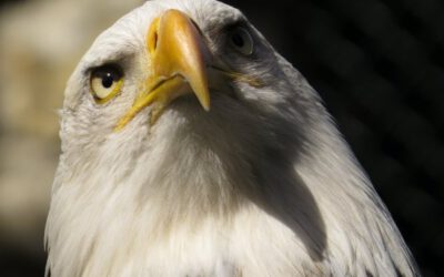Ein neues Leben für unsere Adler-Voliere