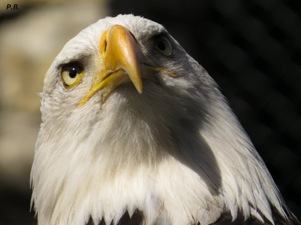 Ein neues Leben für unsere Adler-Voliere