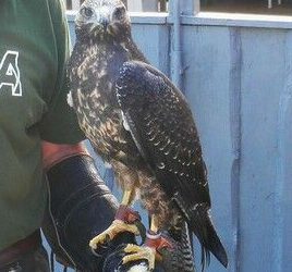 Neuzugang im Vogelpark